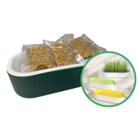 Semilla de catnip para gatos con bandeja